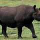 Image for article titled How Animals Go Extinct